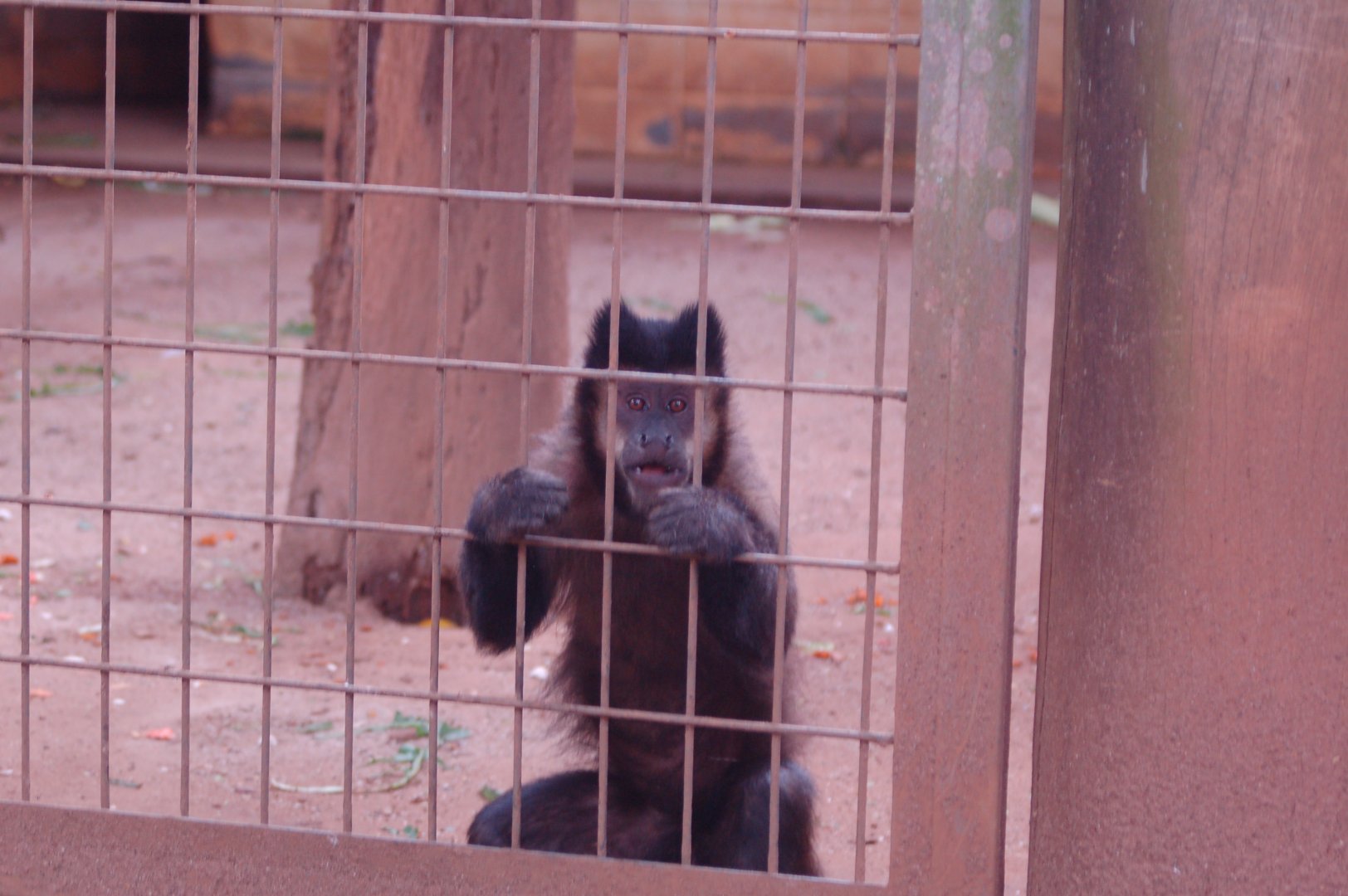 Black horned capuchin monkey
