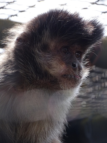 Black-horned capuchin (Sapajus nigritus)