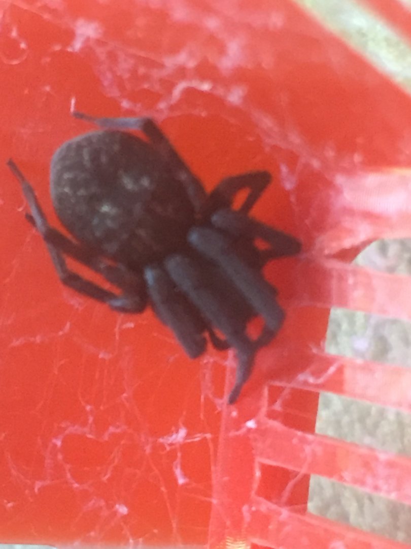 Black House Spider “Venom”