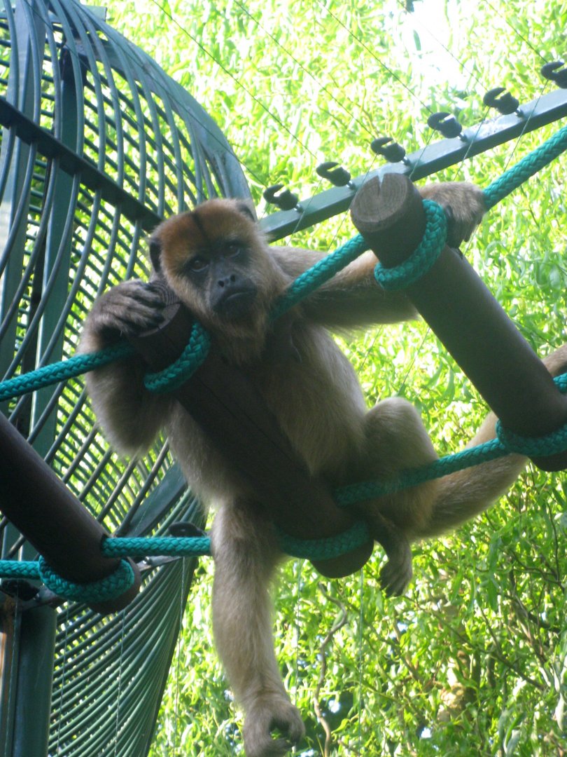 Black Howler - 08.2013