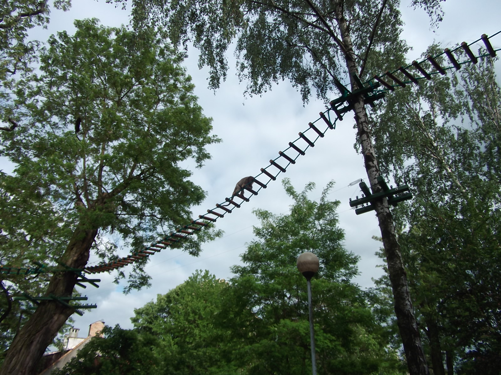 black howler (Alouatta caraya)