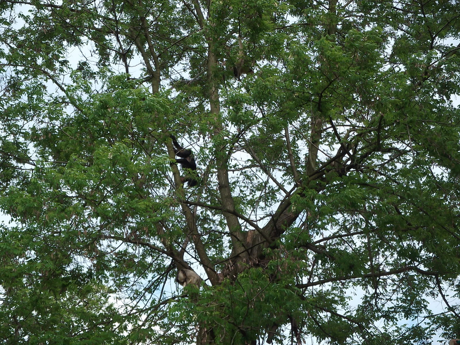 black howler (Alouatta caraya)