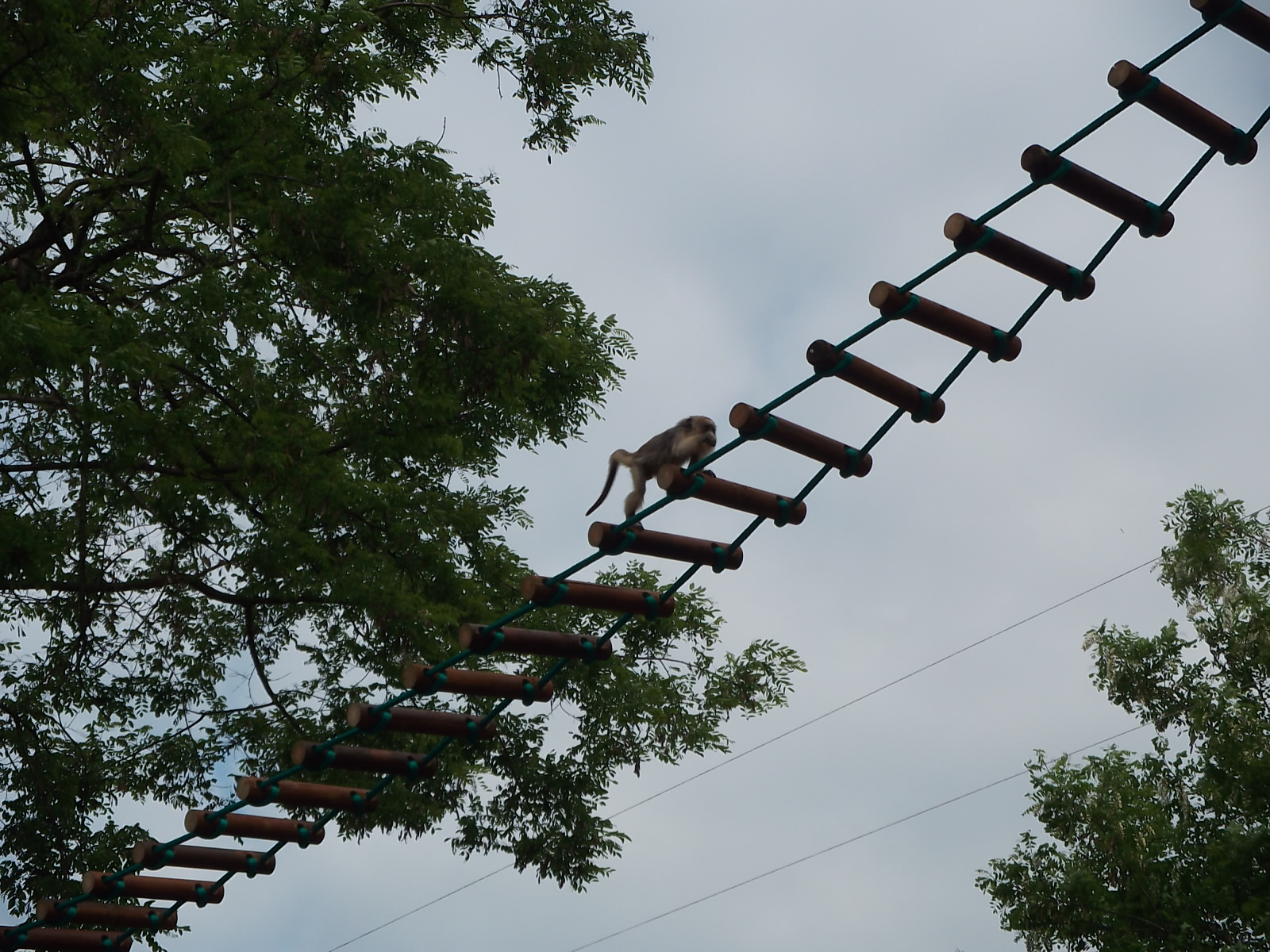 black howler (Alouatta caraya)