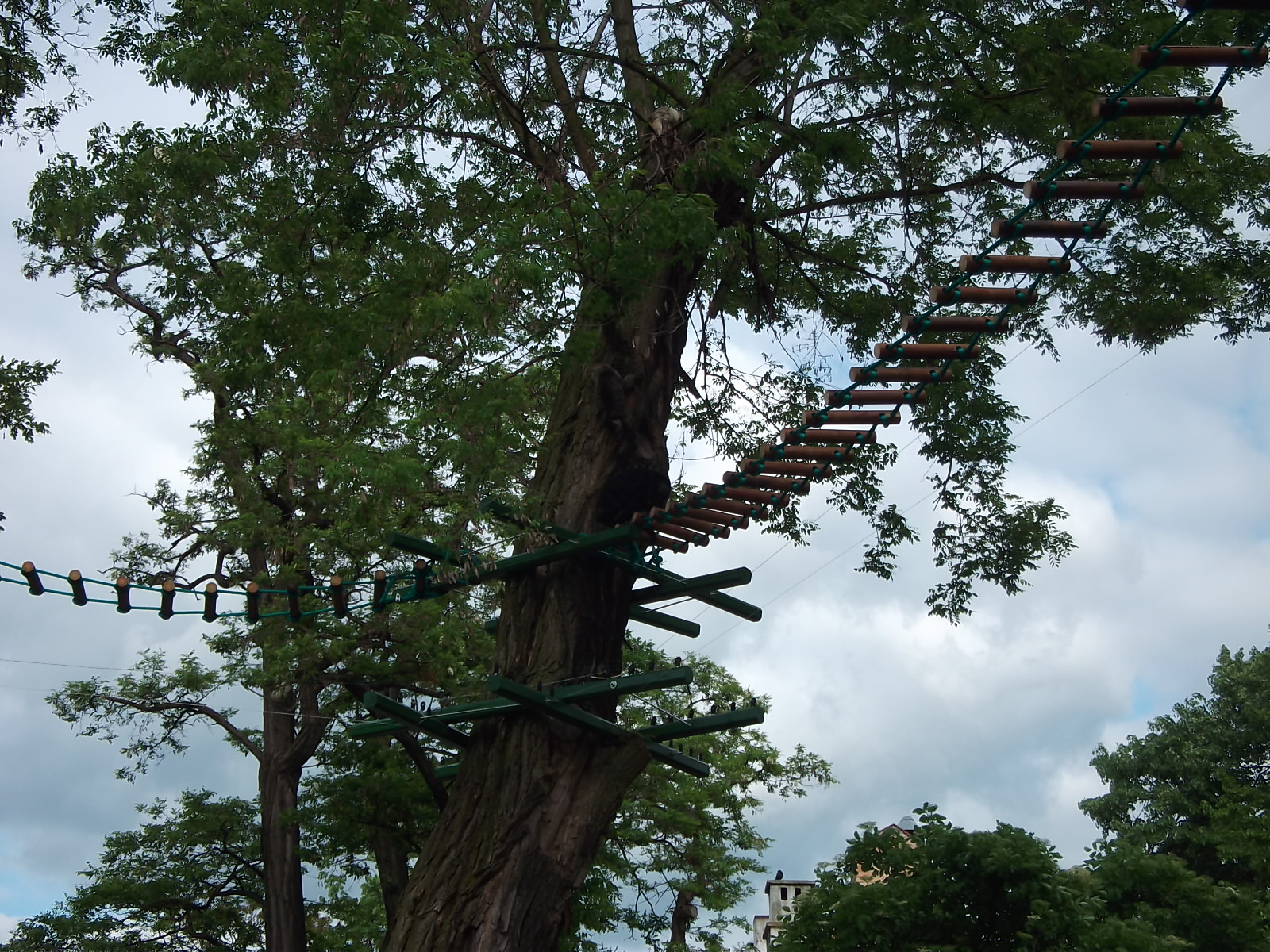black howler (Alouatta caraya)