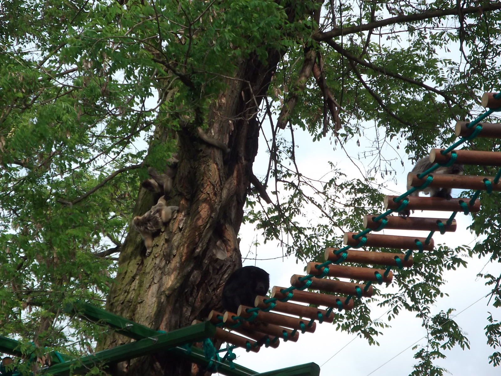 black howler (Alouatta caraya)