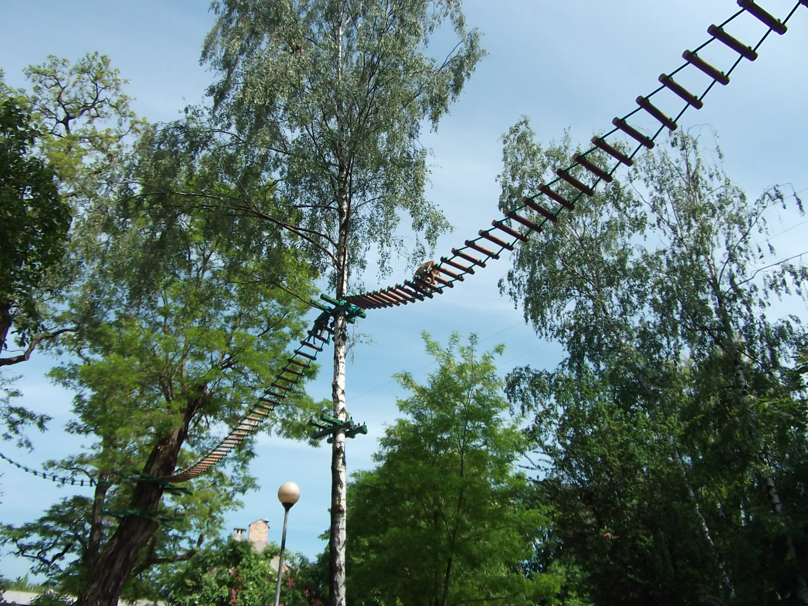 black howler (Alouatta caraya)