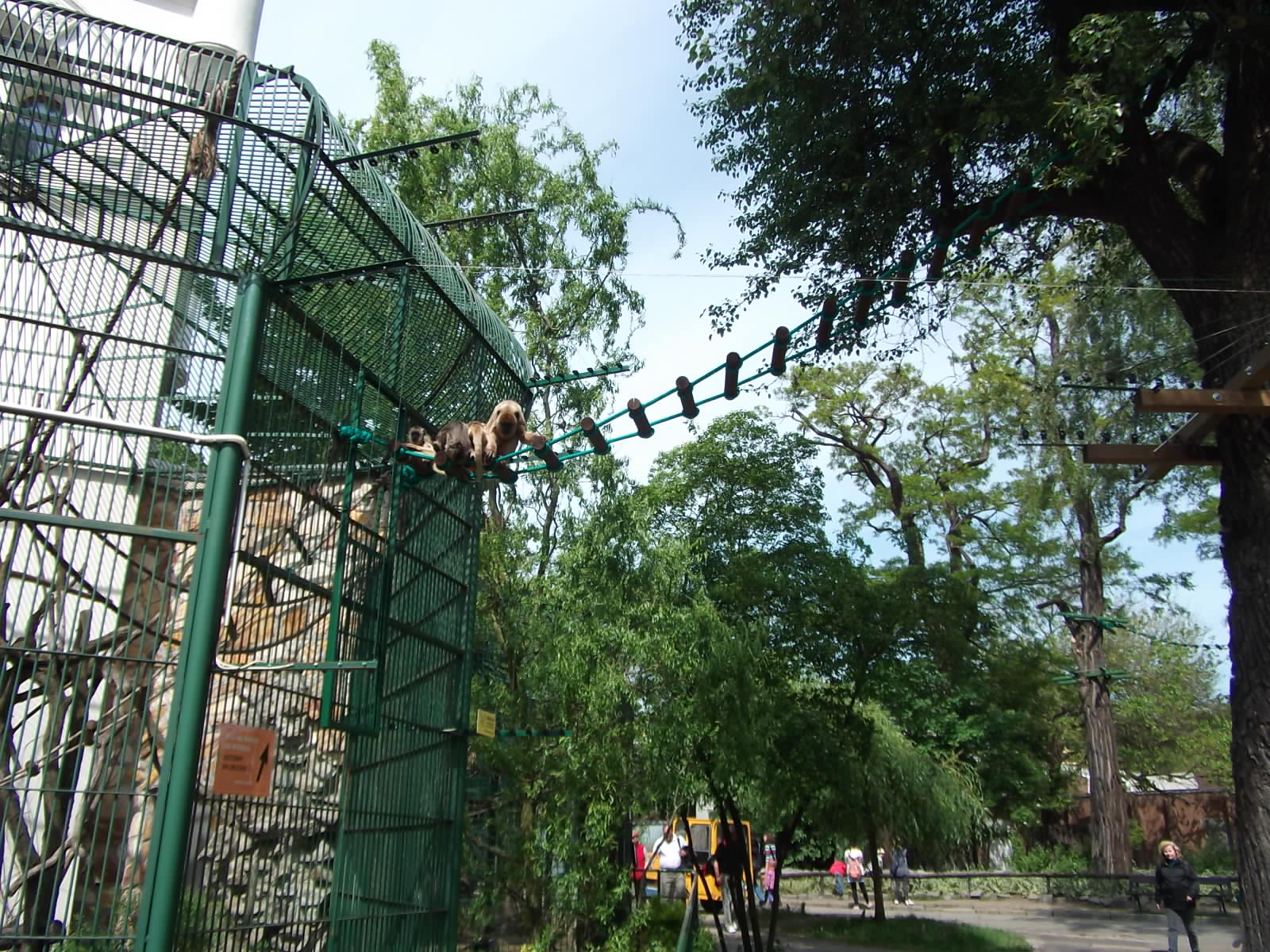 black howler (Alouatta caraya)