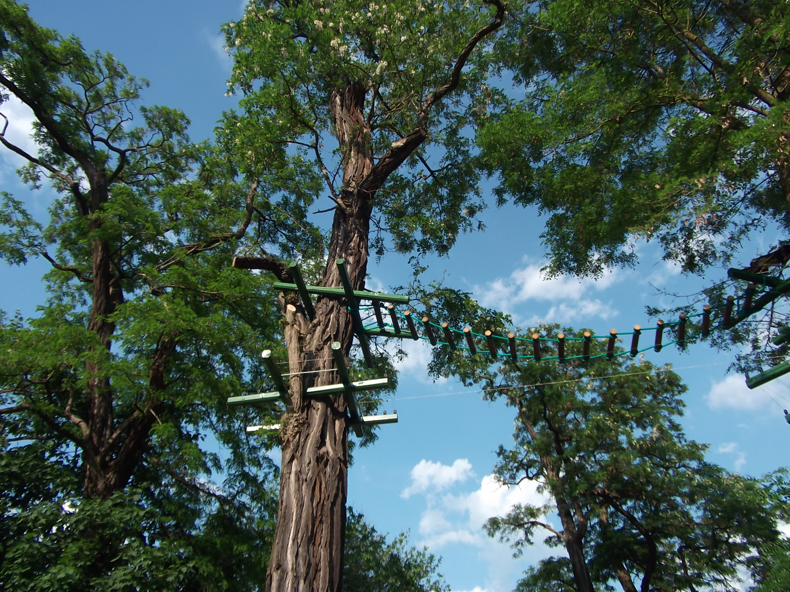 black howler (Alouatta caraya)