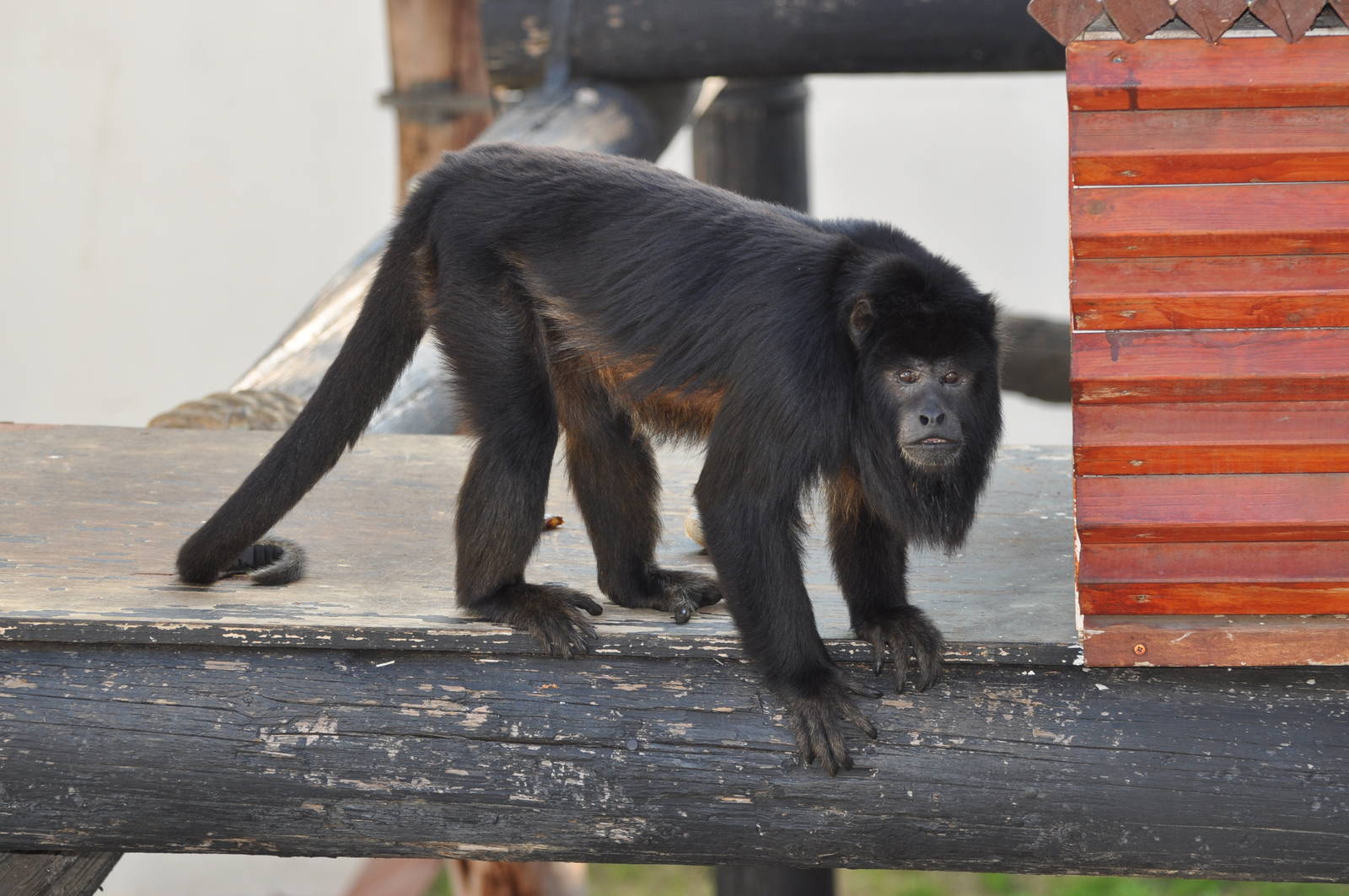 Black howler/ Alouatta caraya
