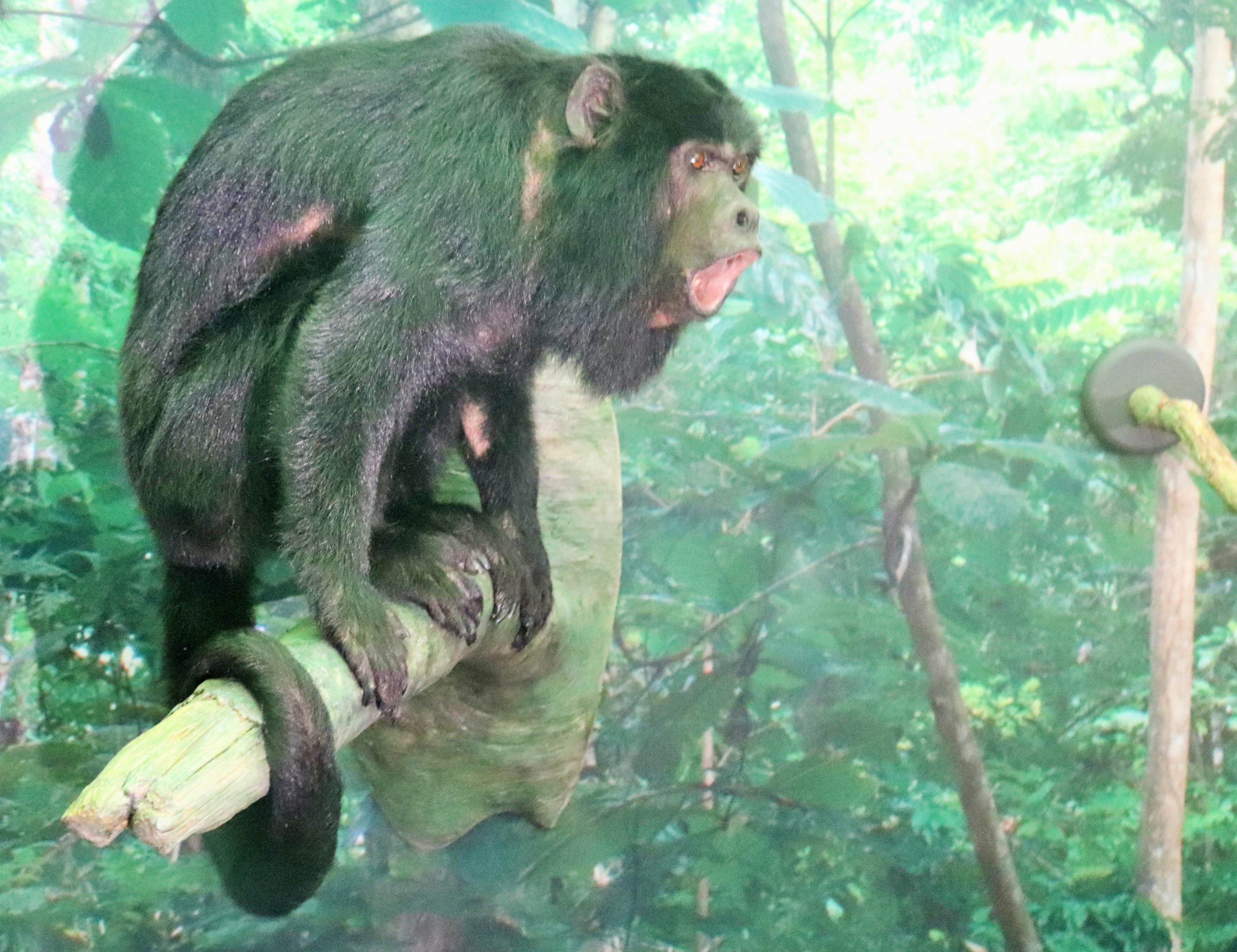 Black Howler (Alouatta caraya)