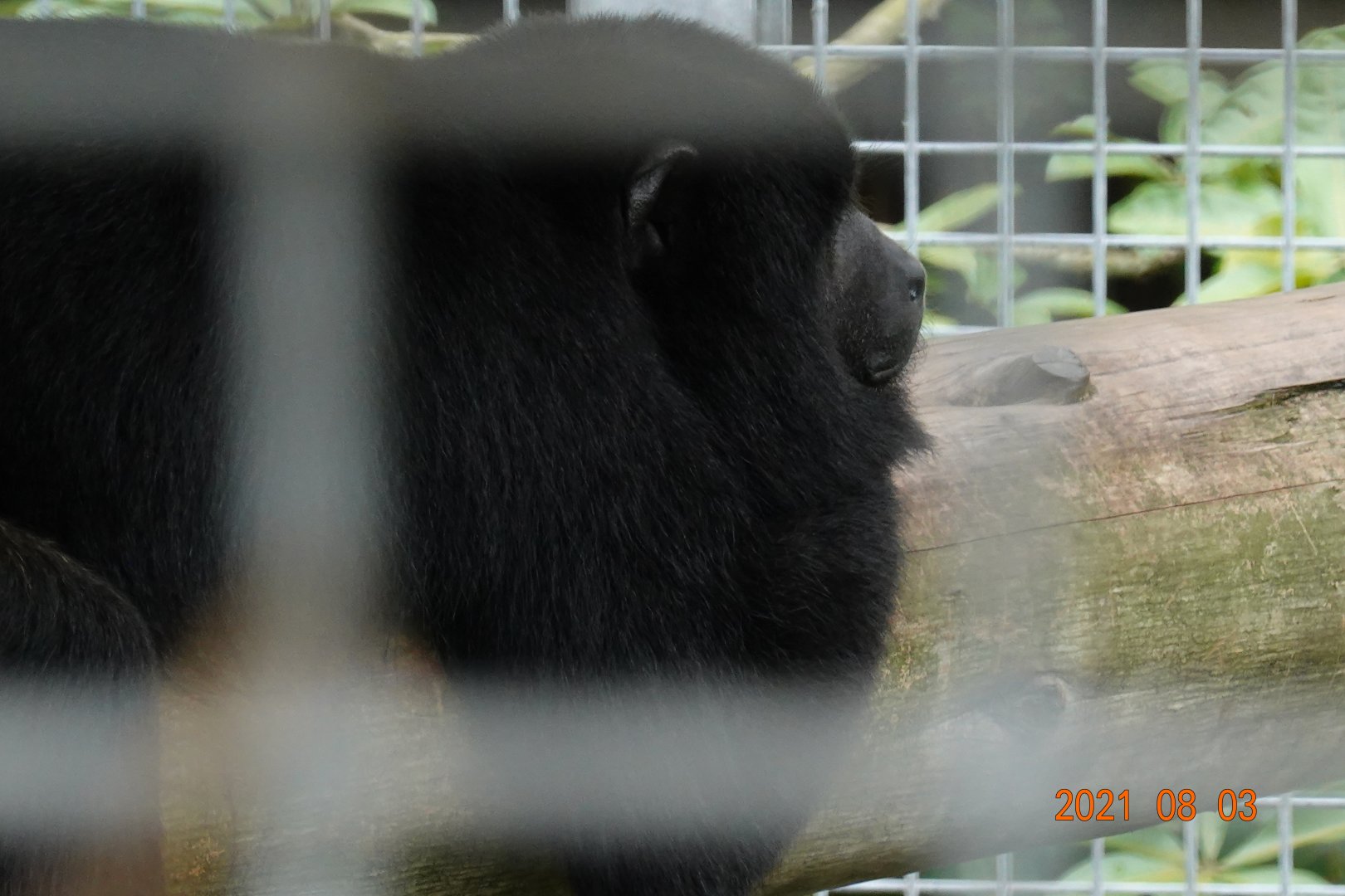 Black Howler (Alouatta caraya)