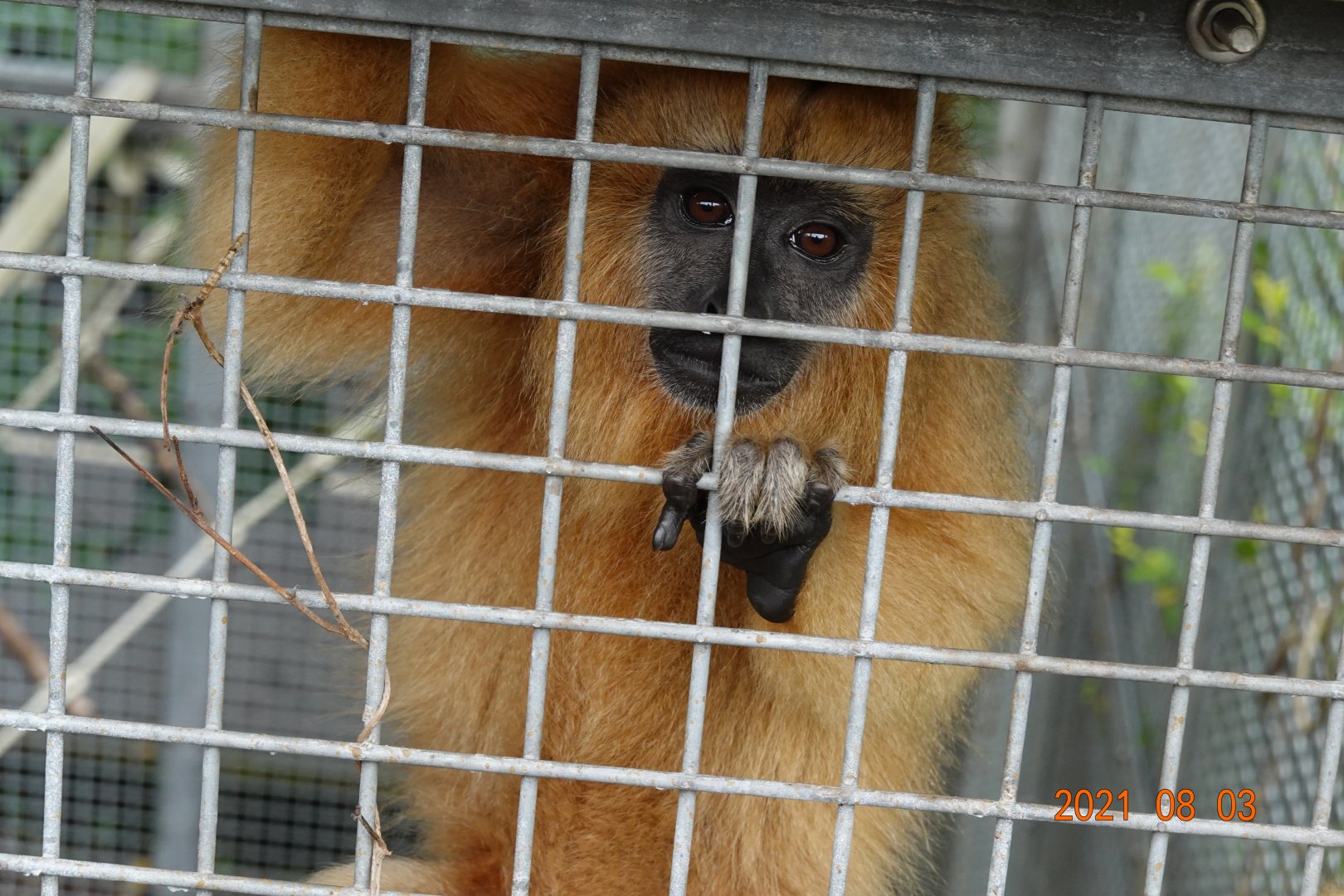Black Howler (Alouatta caraya)