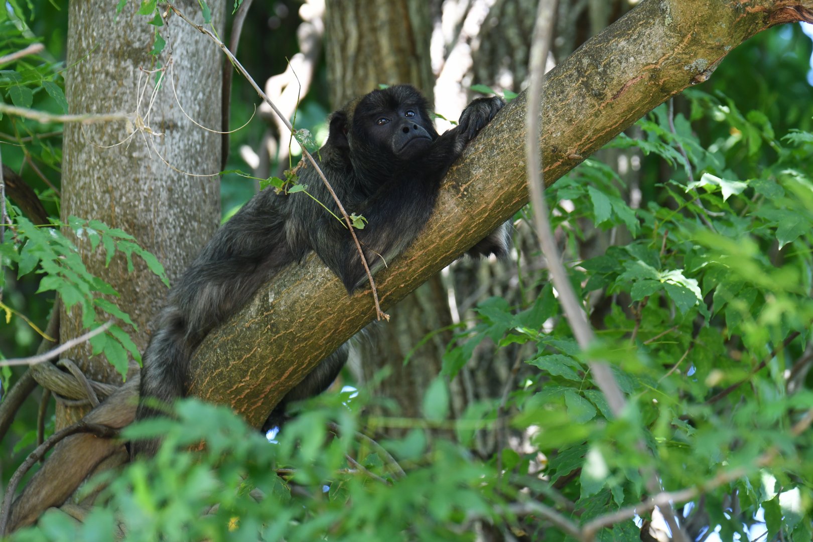 Black howler (Alouatta caraya)