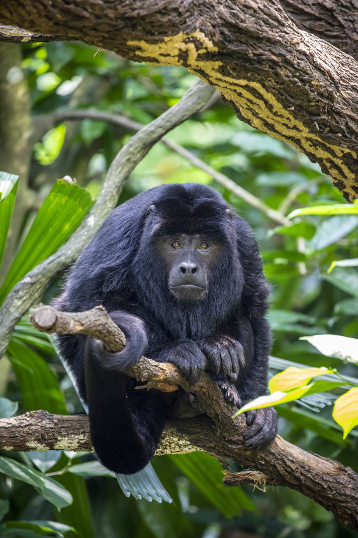 Black howler (Alouatta caraya)