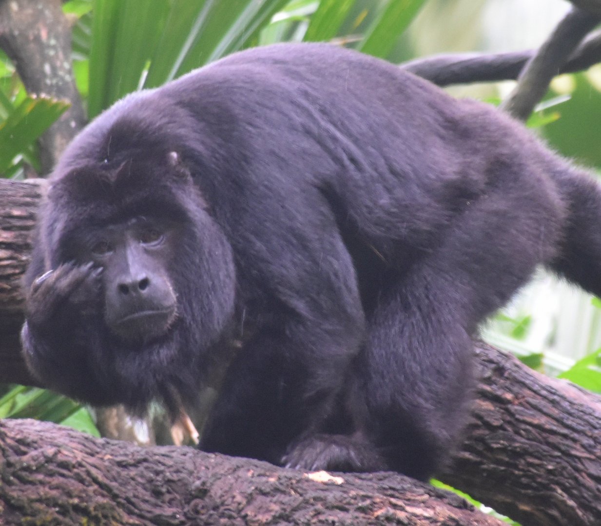 Black Howler (Alouatta caraya)