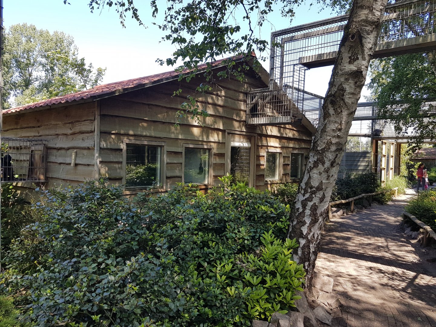 Black howler and Spider monkey indoor-enclosure