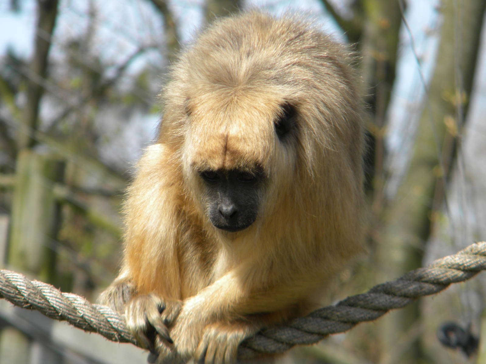 Black Howler at Blackpool Zoo 10th April 2011