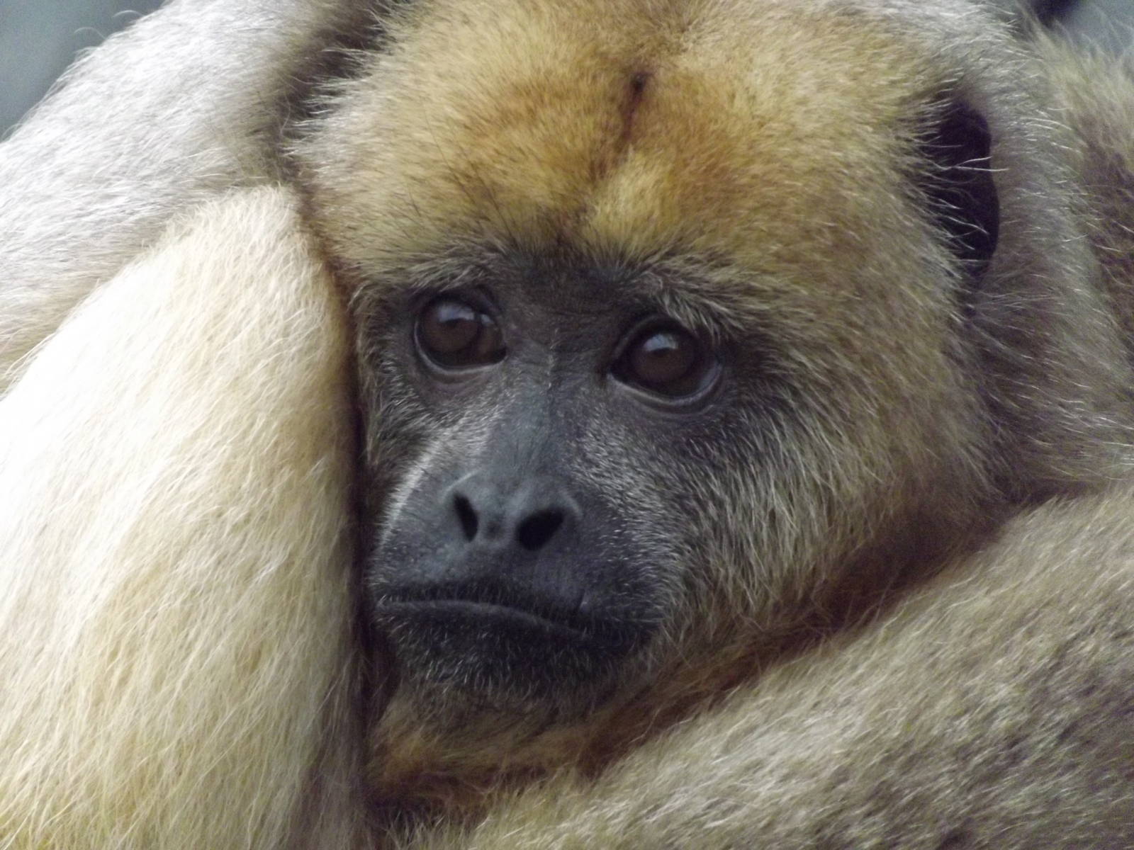 Black Howler at Blackpool Zoo 11/03/12