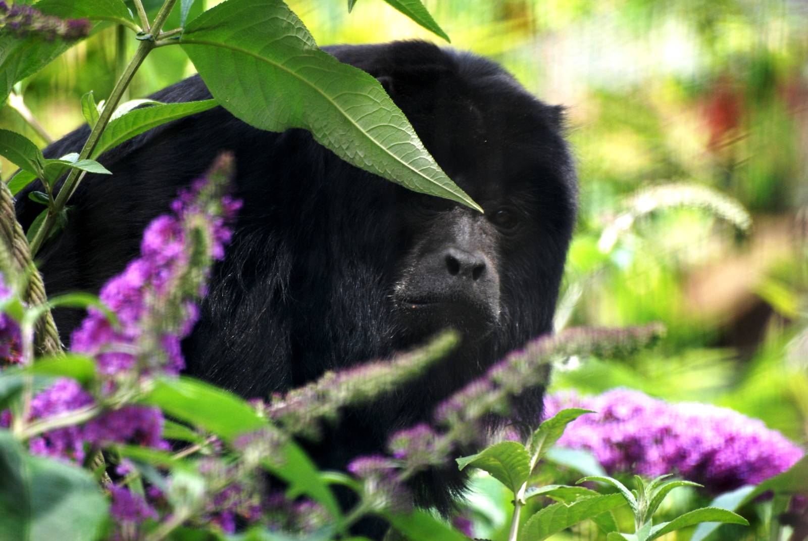 Black Howler at Chester, 15/07/12