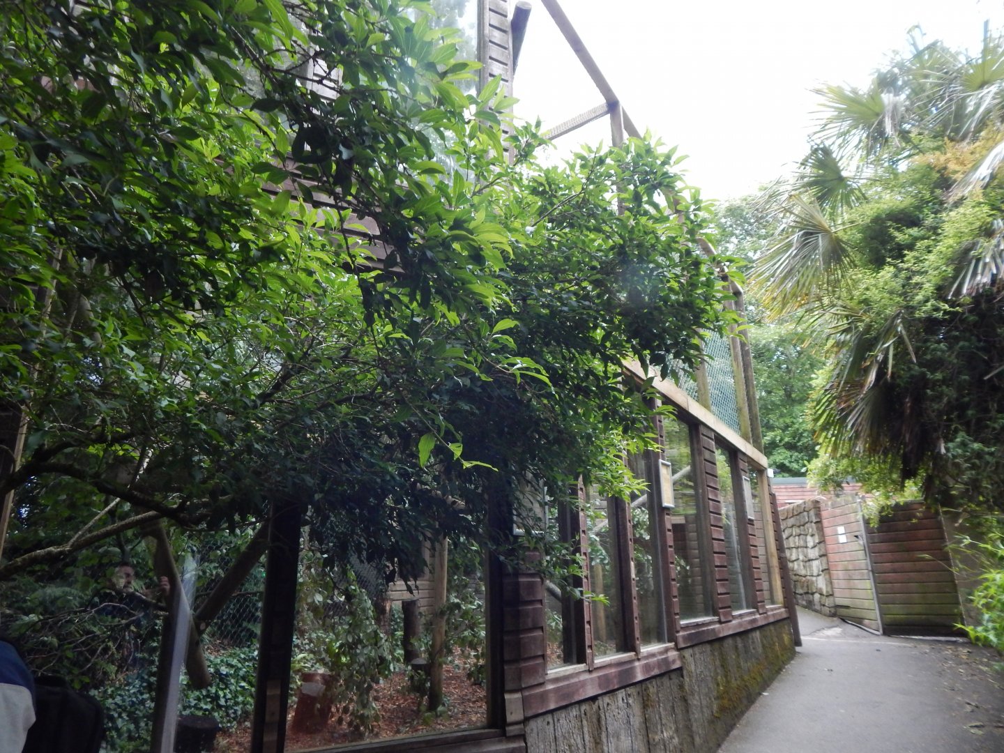 Black howler enclosure 050625