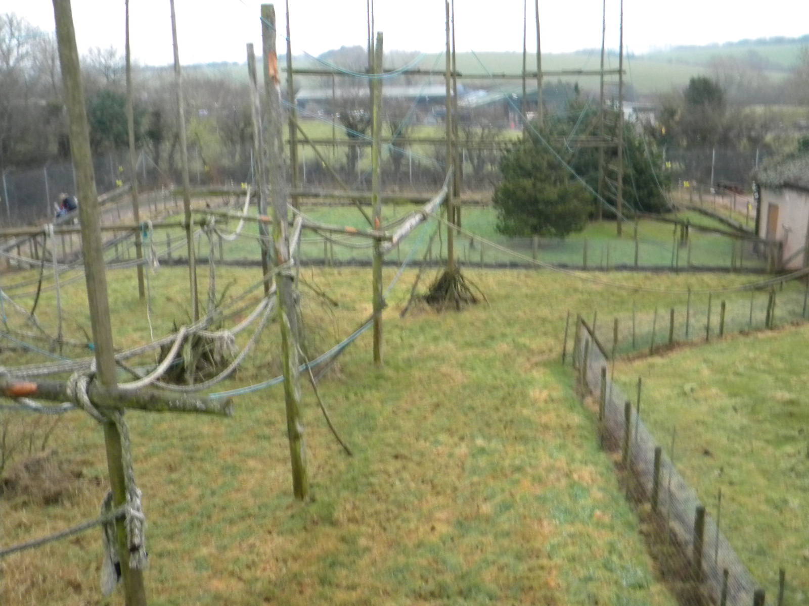 Black Howler Enclosure.
