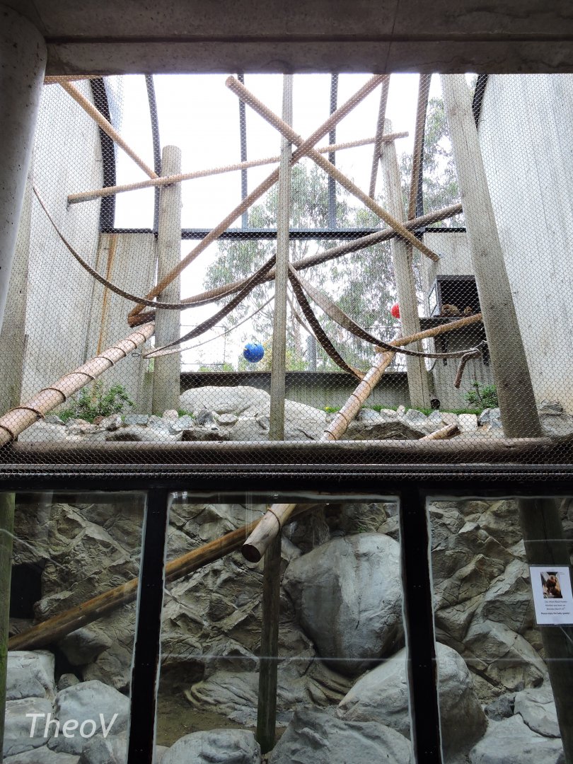 Black howler exhibit [2015]