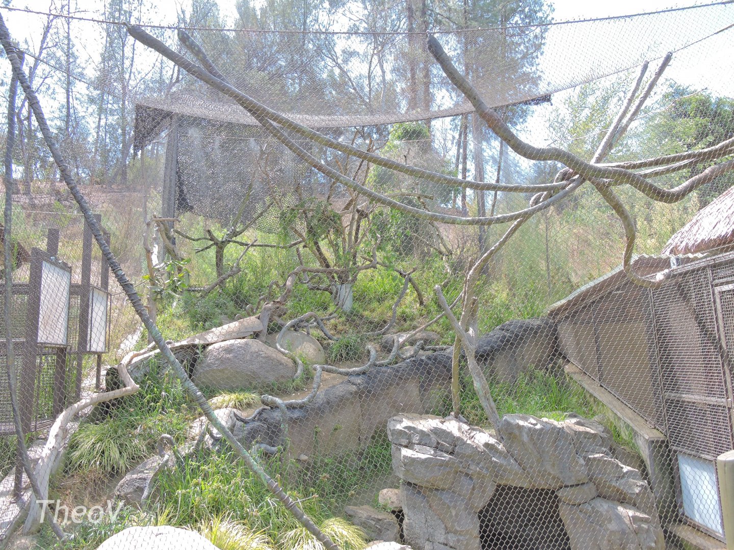 Black howler exhibit - Rainforest of The Americas [2015]