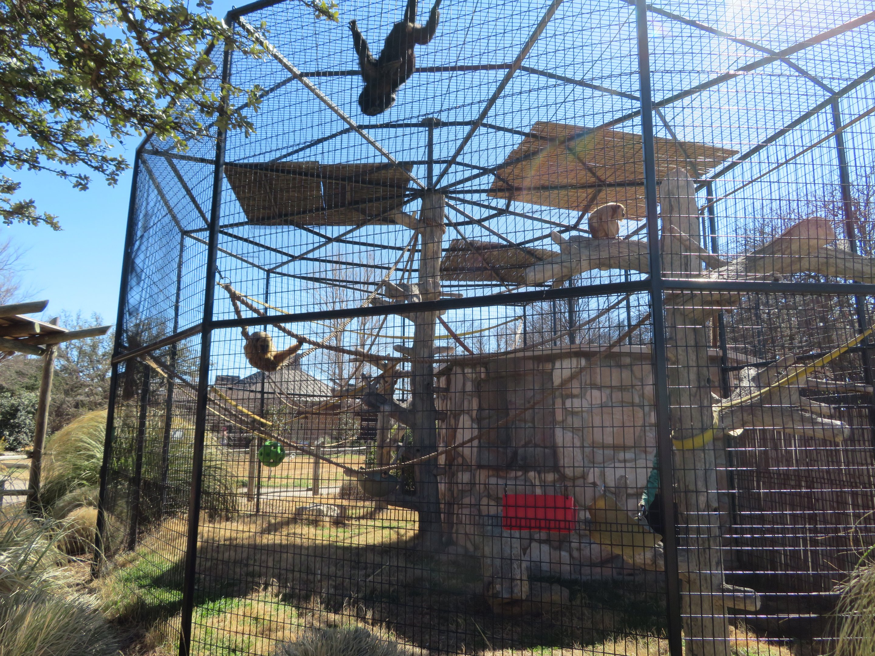 Black Howler Exhibit