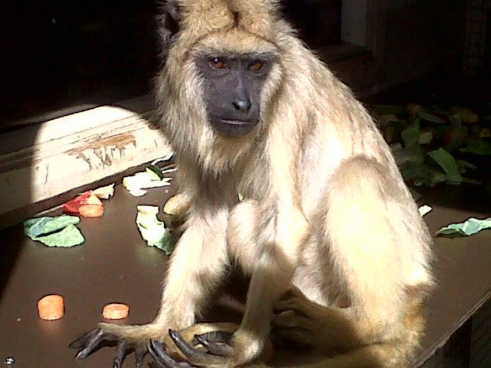 Black Howler Female.