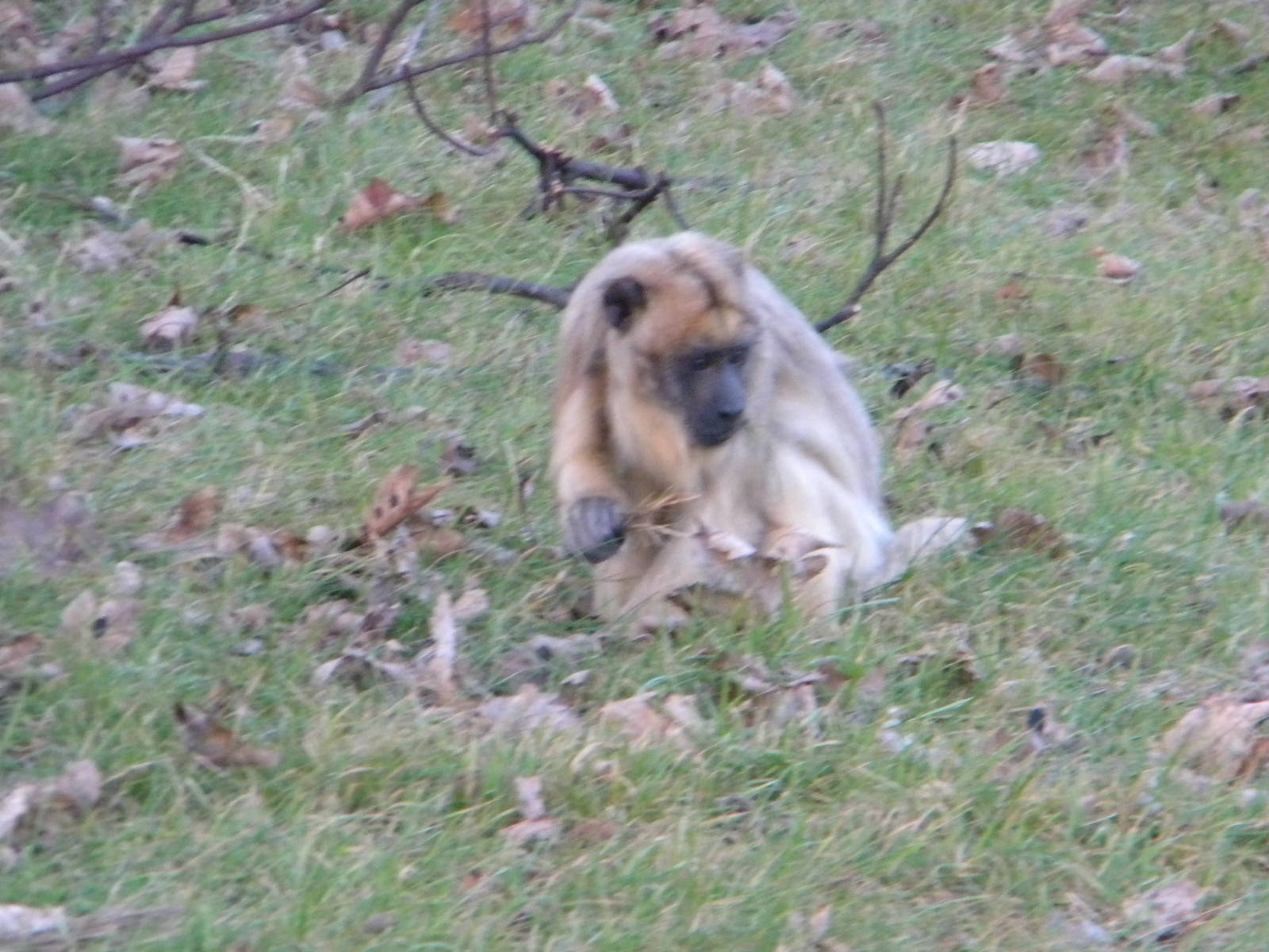 Black Howler Female.