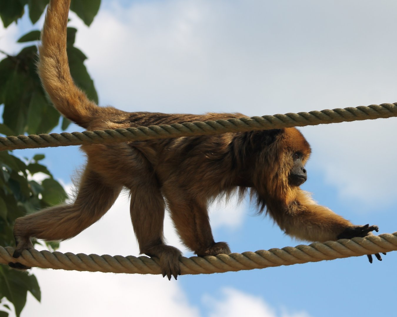 Black howler - female