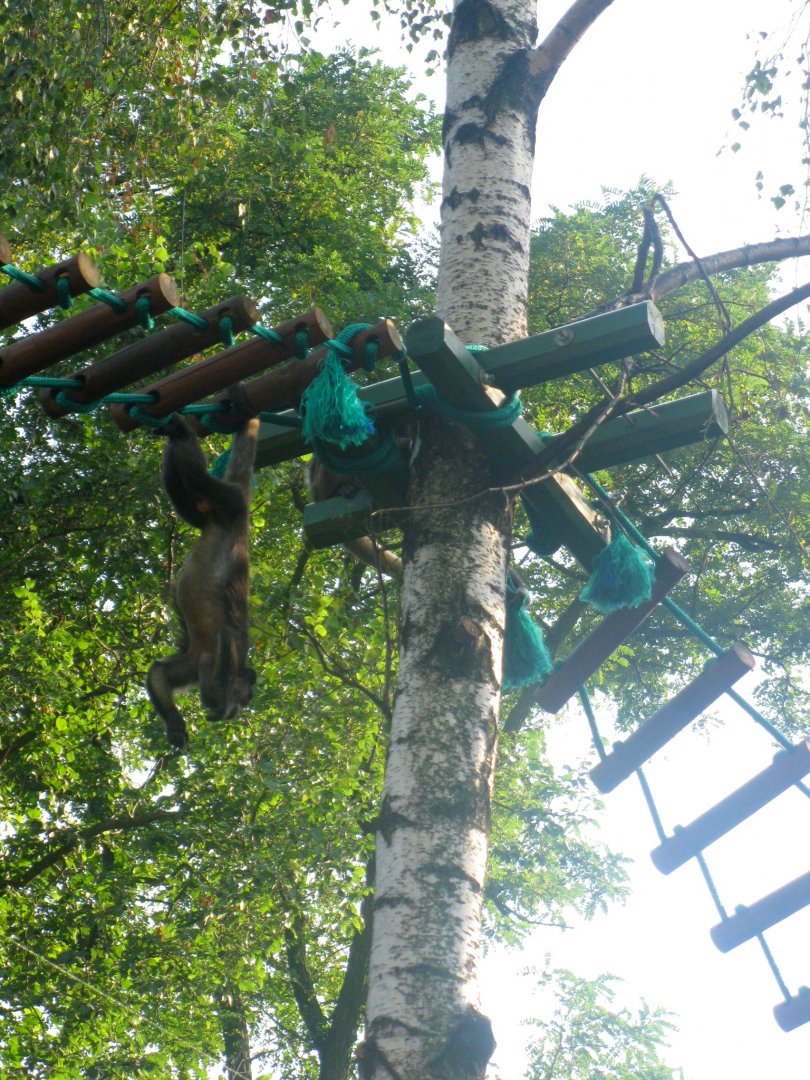 Black Howler goes off the bat - 08.2013