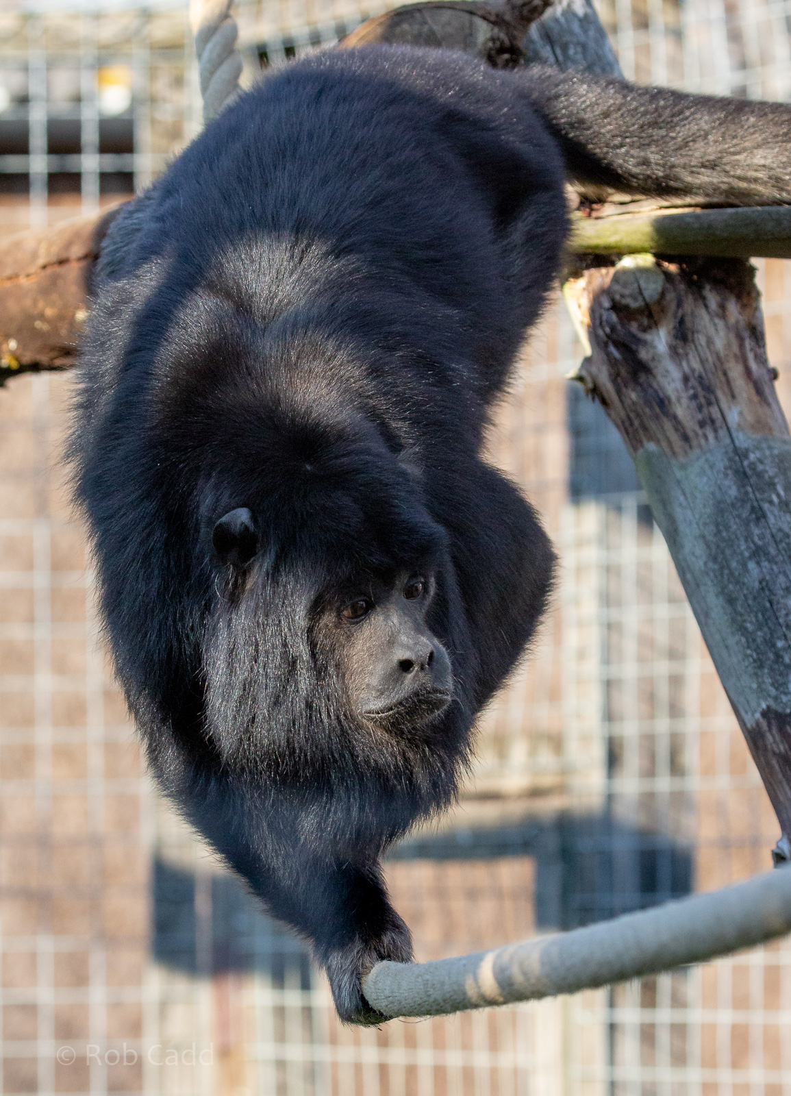Black howler : Hamerton : 02 Sep 2018