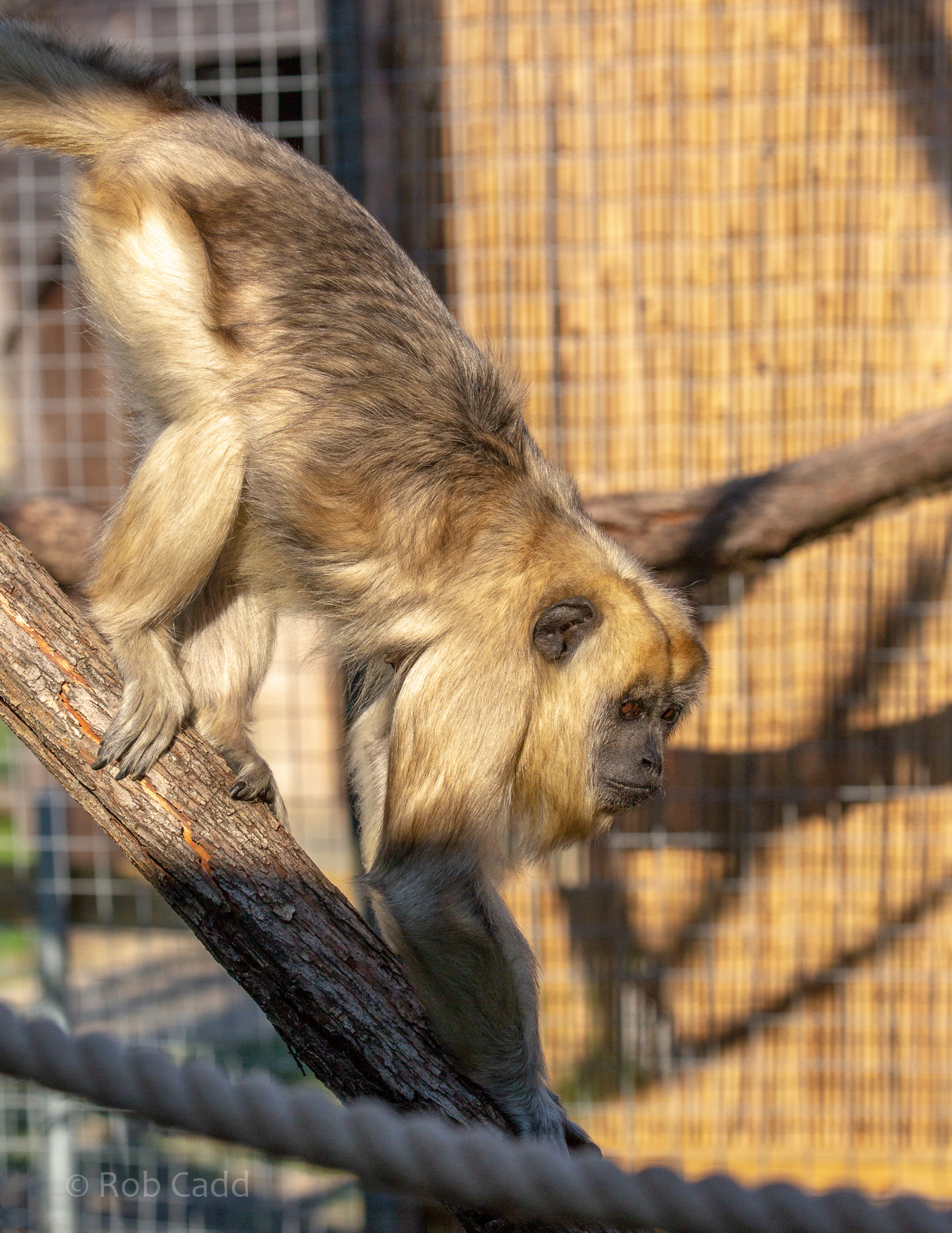 Black howler : Hamerton : 02 Sep 2018