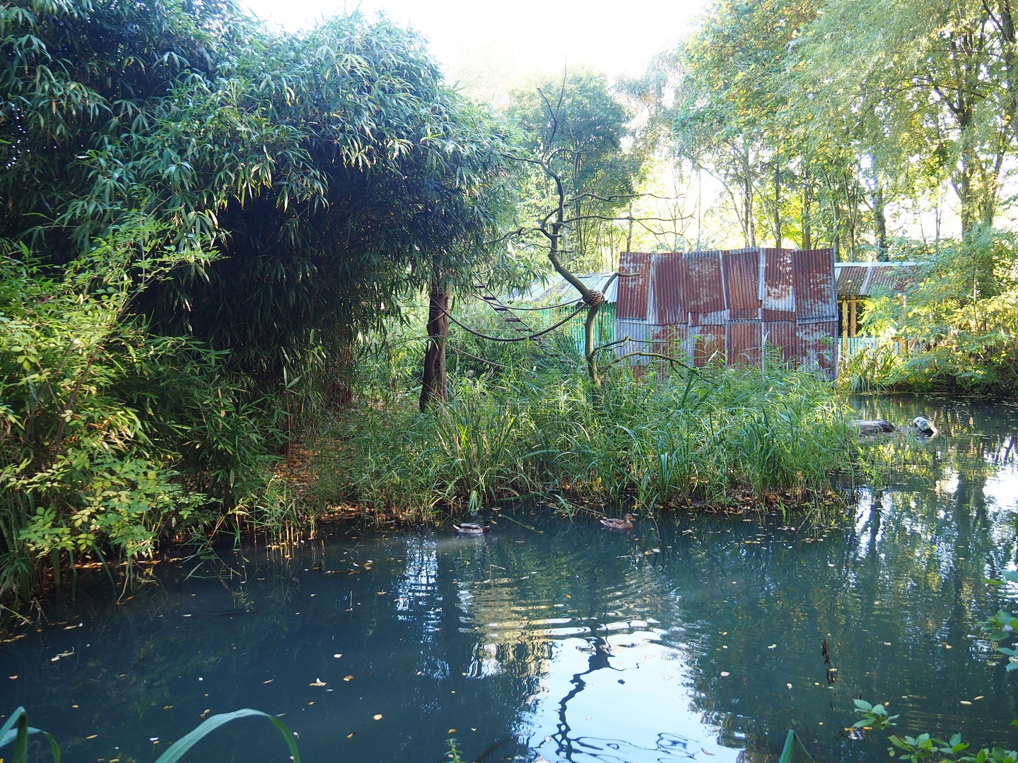 Black howler island, 2022-10-09