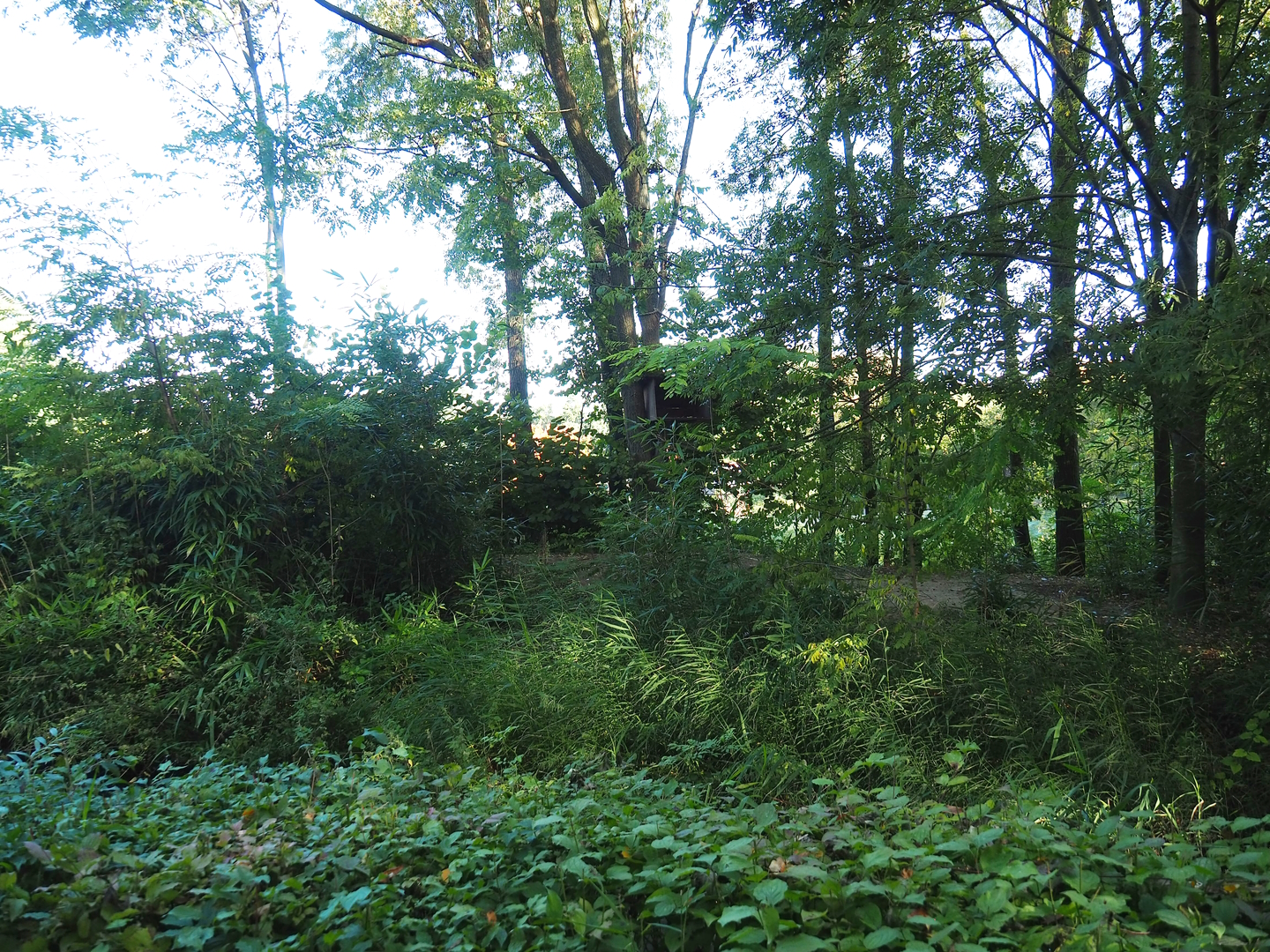 Black howler island, 2022-10-09