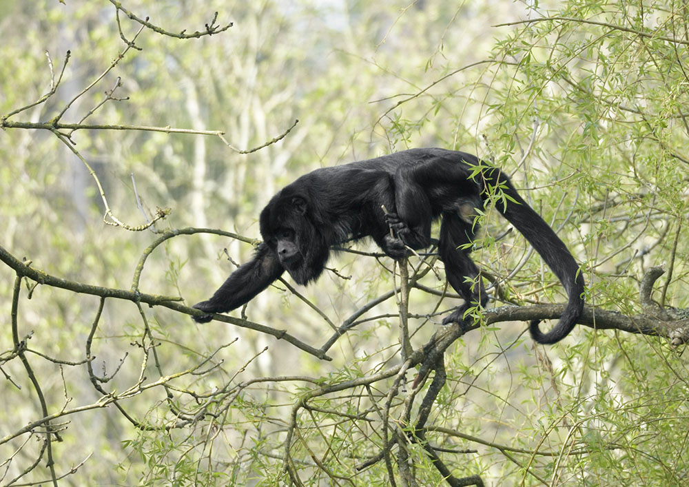 Black howler male