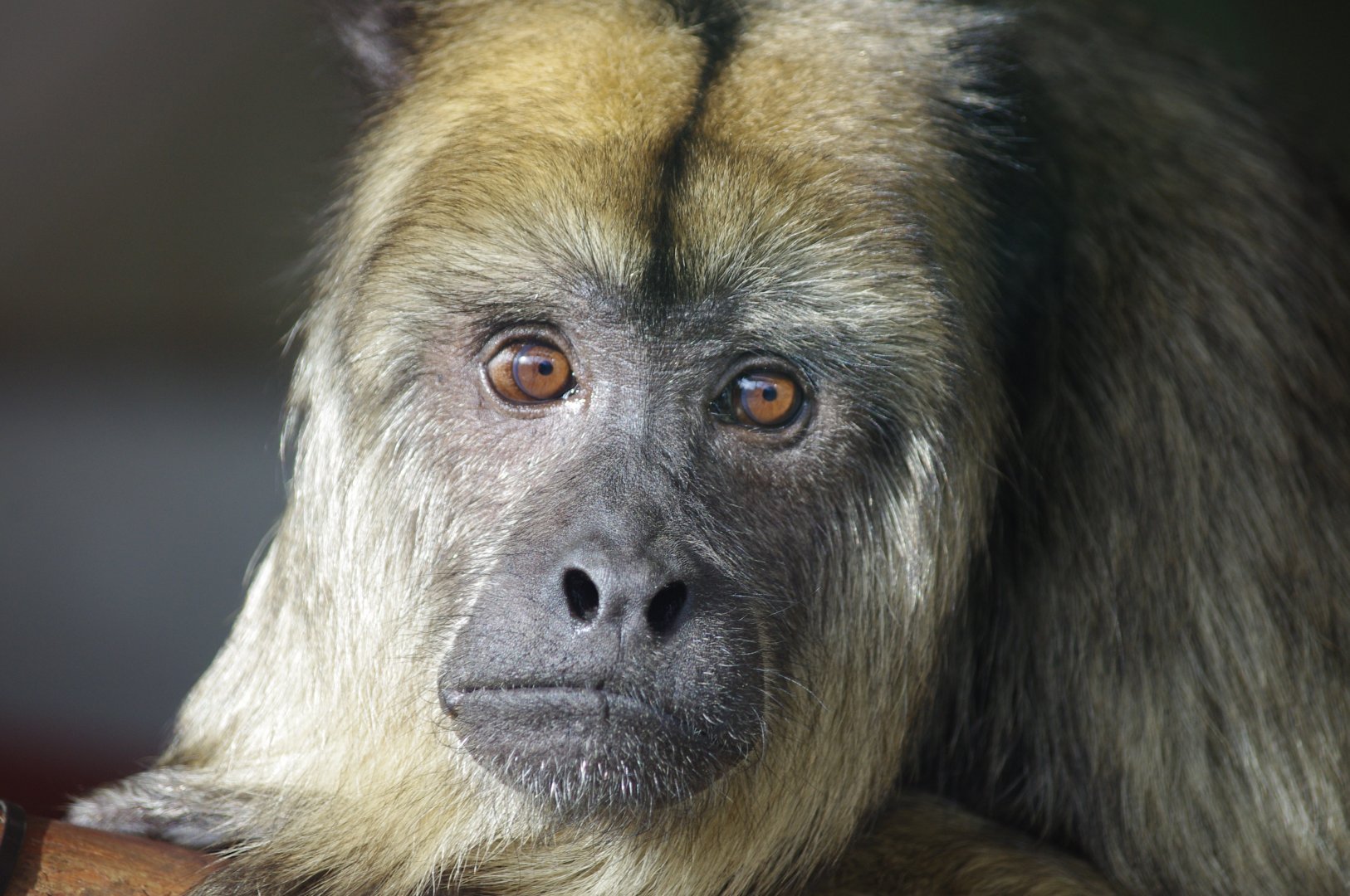 Black Howler Monkey- 19/2/2024
