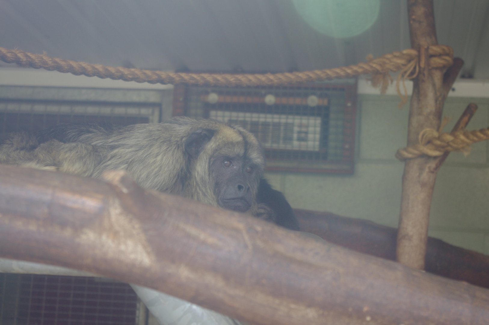 Black howler Monkey- 3/6/2022