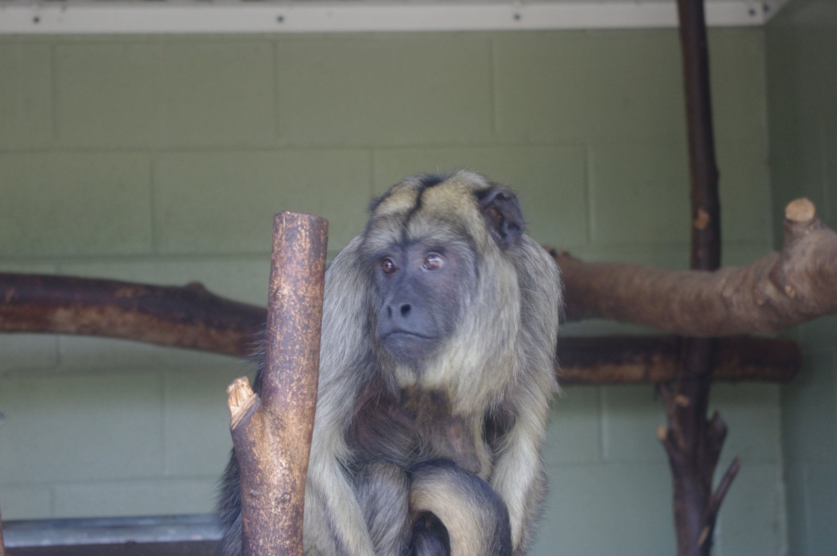 Black Howler Monkey- 3/6/2022