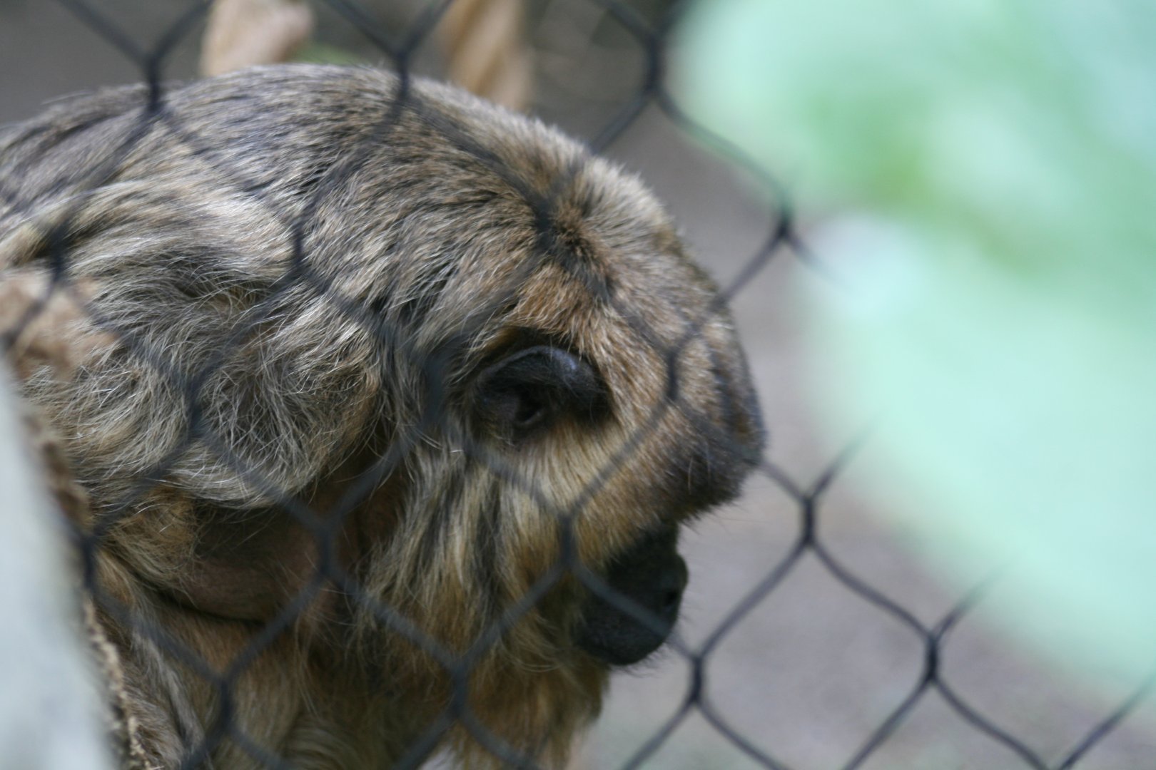 Black Howler Monkey(3/9/2025)
