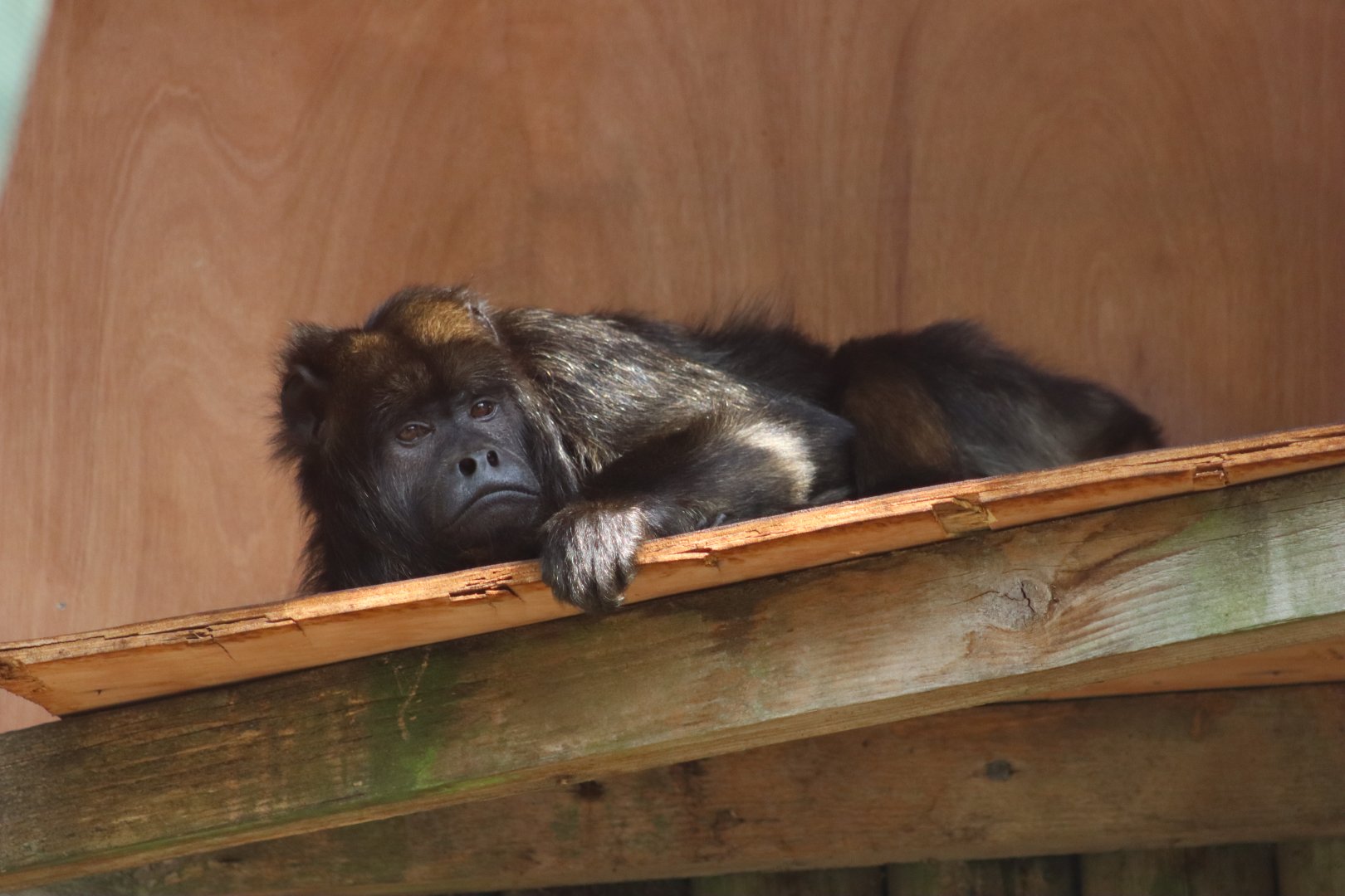 Black howler monkey - 6 September 2021