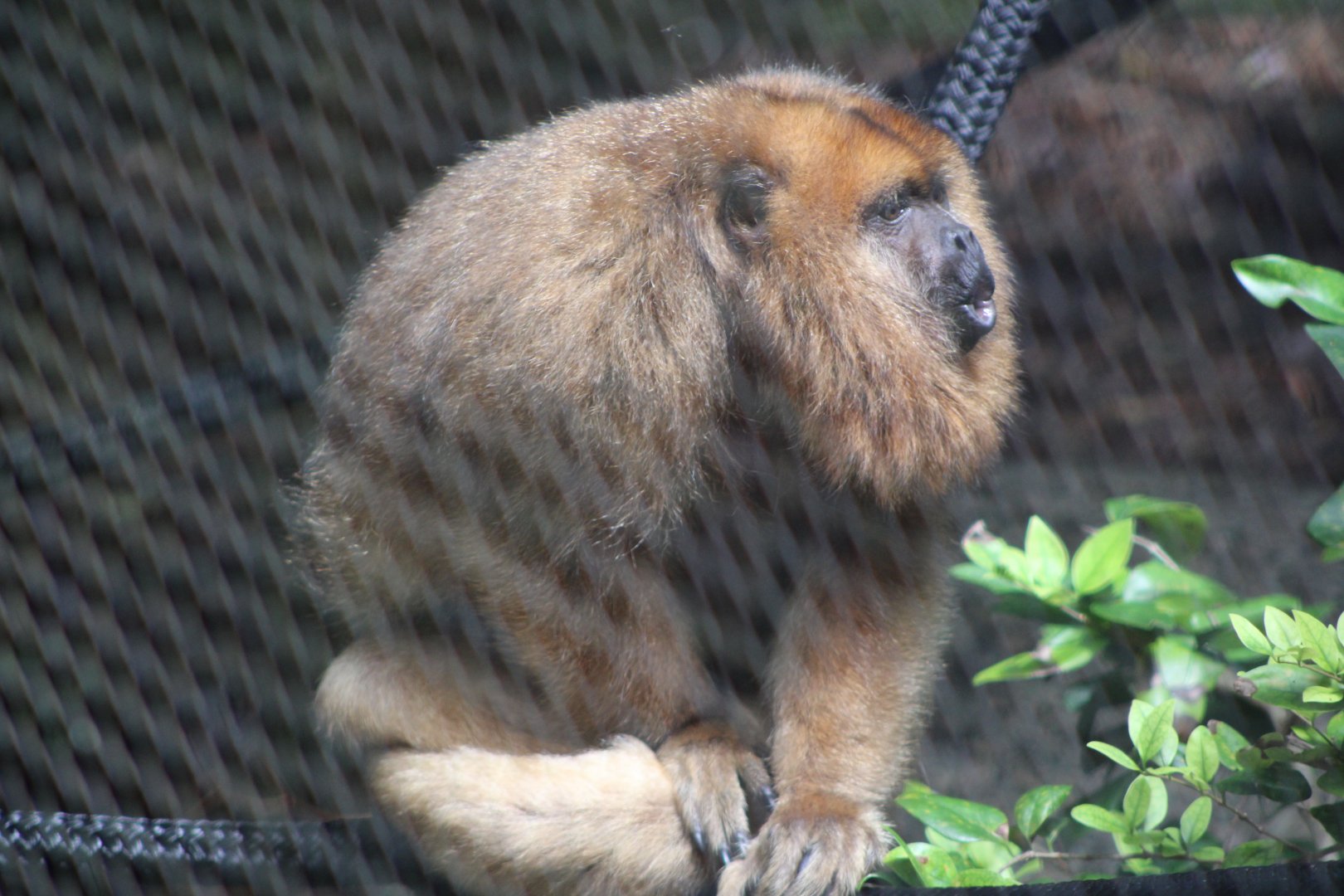 Black Howler Monkey (Alouatta caraya; female)