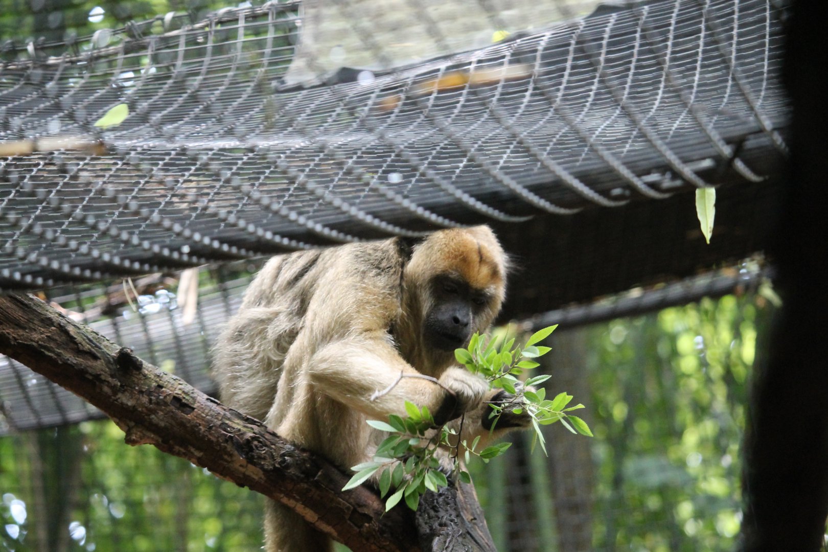 Black howler monkey (Alouatta caraya)