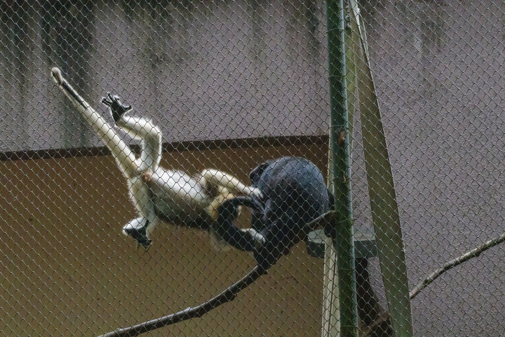 Black Howler Monkey (Alouatta caraya)