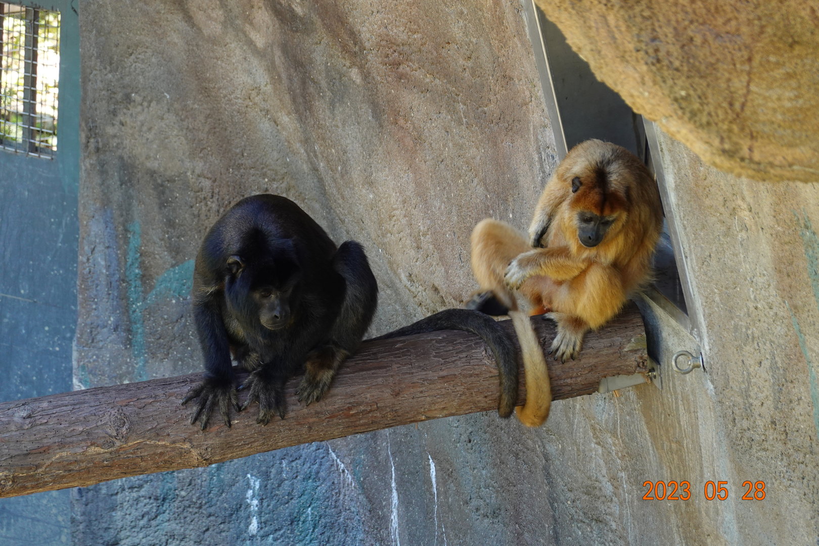 Black Howler Monkey (Alouatta caraya)