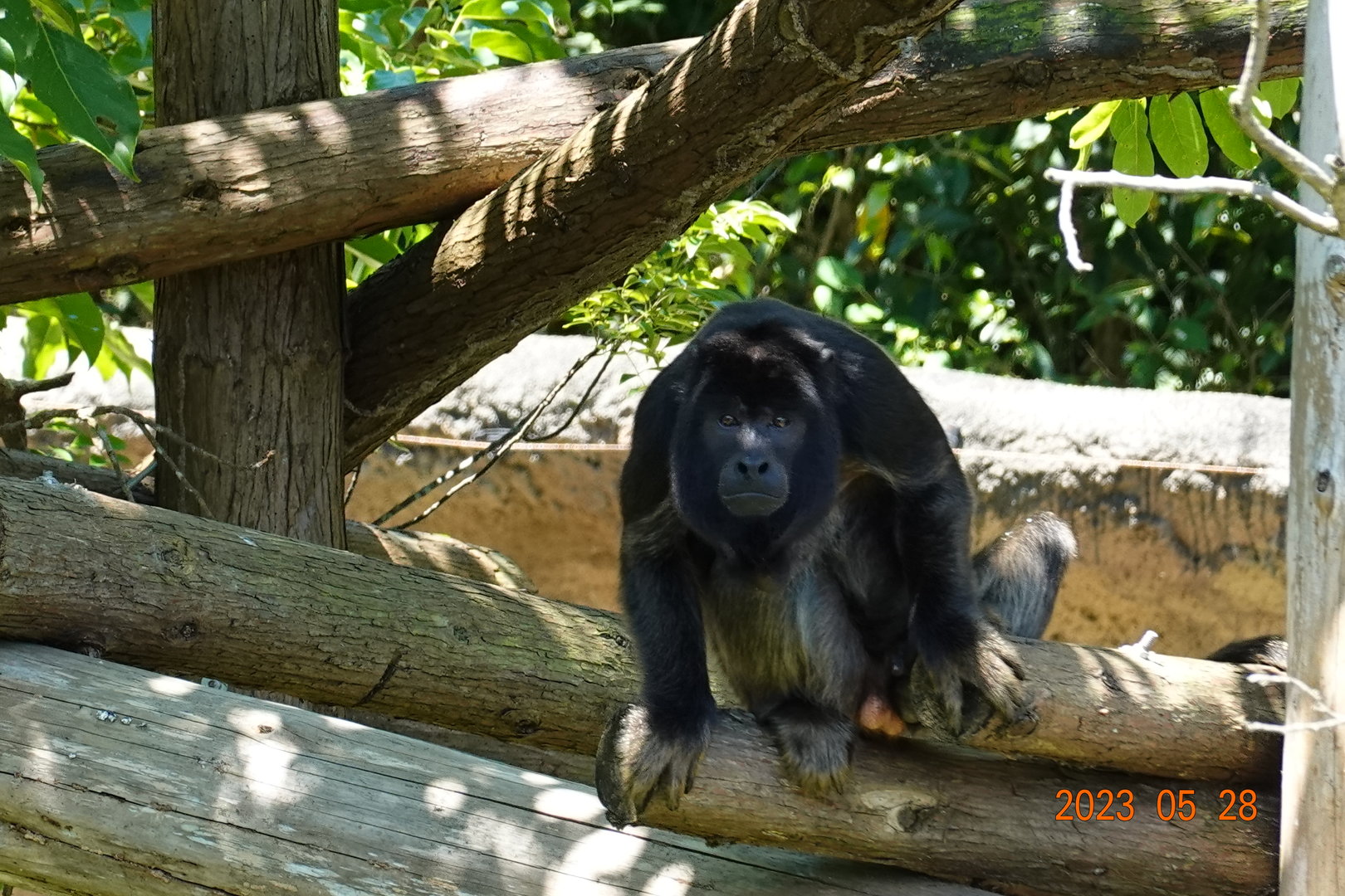 Black Howler Monkey (Alouatta caraya)