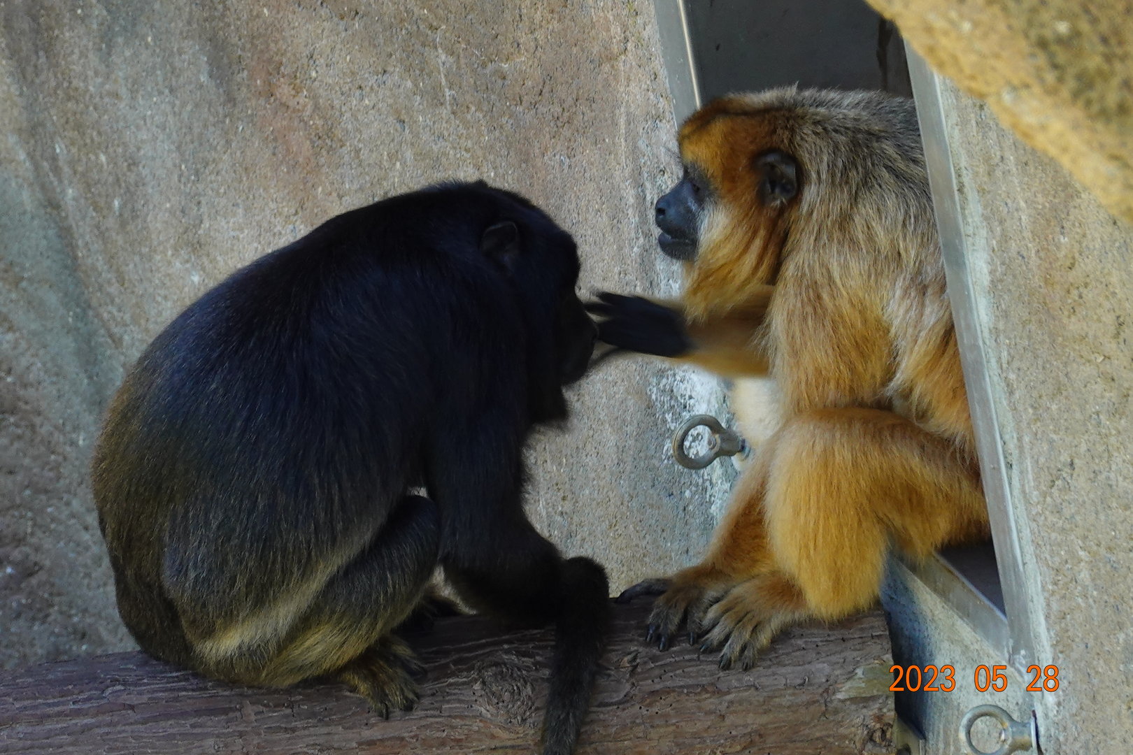 Black Howler Monkey (Alouatta caraya)