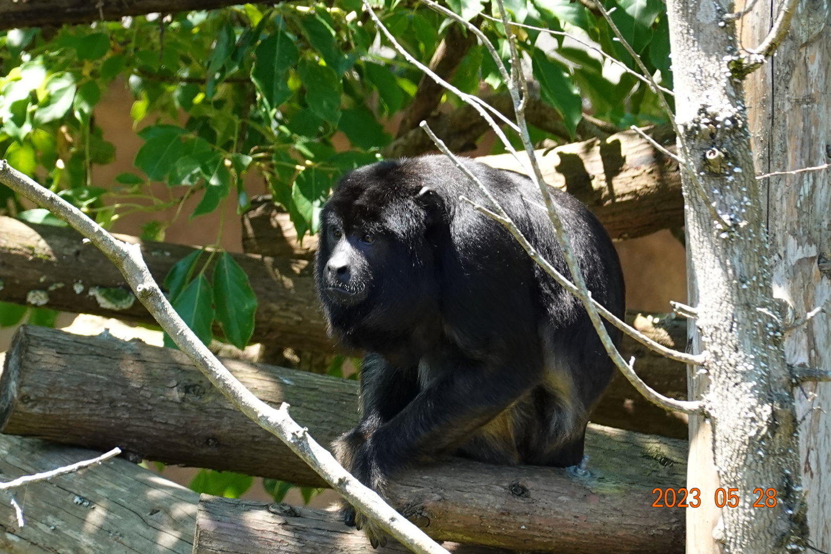 Black Howler Monkey (Alouatta caraya)