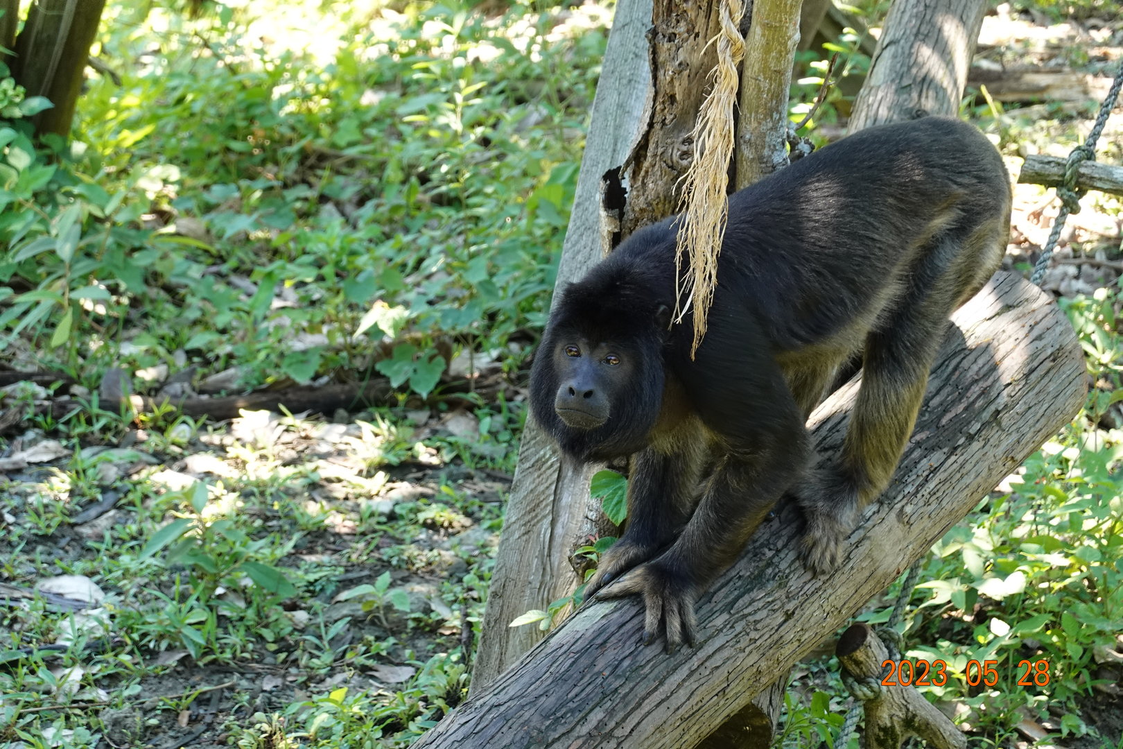 Black Howler Monkey (Alouatta caraya)